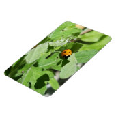 Ladybug auf Blume Magnet (Linke Seite)