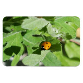 Ladybug auf Blume Magnet (Horizontal)