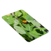 Ladybug auf Blume Magnet (Rechte Seite)