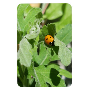 Ladybug auf Blume Magnet