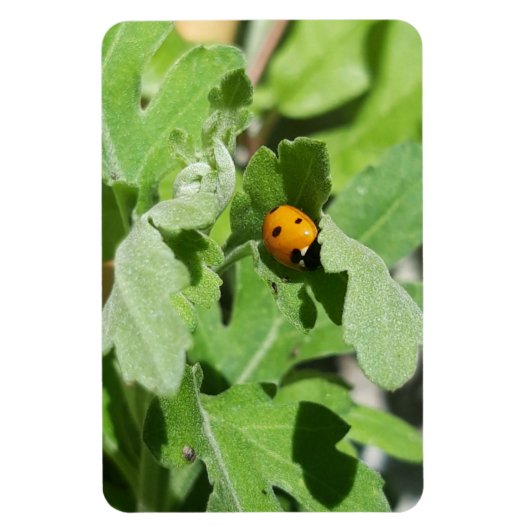 Ladybug auf Blume Magnet (Vertikal)