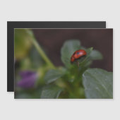 Ladybug auf Blume Magnetkarte (Vorne/Hinten)