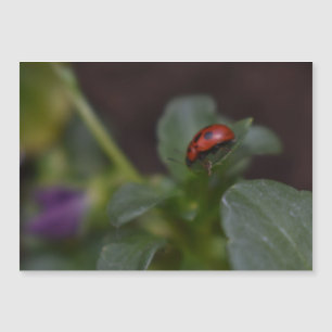 Ladybug auf Blume Magnetkarte