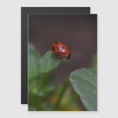 Ladybug auf Blume Magnetkarte (Vorne/Hinten)
