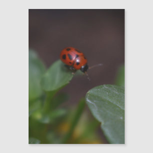 Ladybug auf Blume Magnetkarte