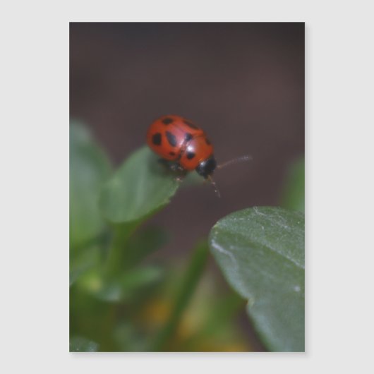 Ladybug auf Blume Magnetkarte (Vorderseite)