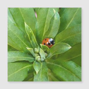 Ladybug auf Blume - Magnetkarte