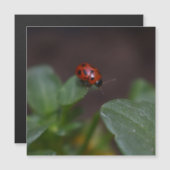 Ladybug auf Blume Magnetkarte (Vorne/Hinten)