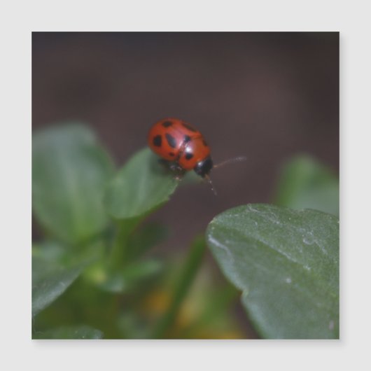 Ladybug auf Blume Magnetkarte (Vorderseite)