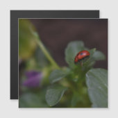 Ladybug auf Blume Magnetkarte (Vorne/Hinten)