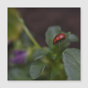 Ladybug auf Blume Magnetkarte