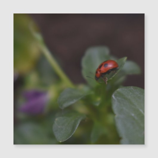 Ladybug auf Blume Magnetkarte (Vorderseite)