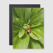 Ladybug auf Blume - Magnetkarte (Vorne/Hinten)
