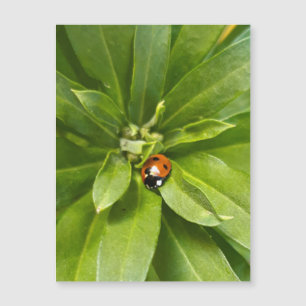 Ladybug auf Blume - Magnetkarte