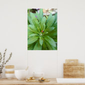Ladybug auf Blume Poster (Küche)