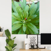 Ladybug auf Blume Poster (Heimbüro)