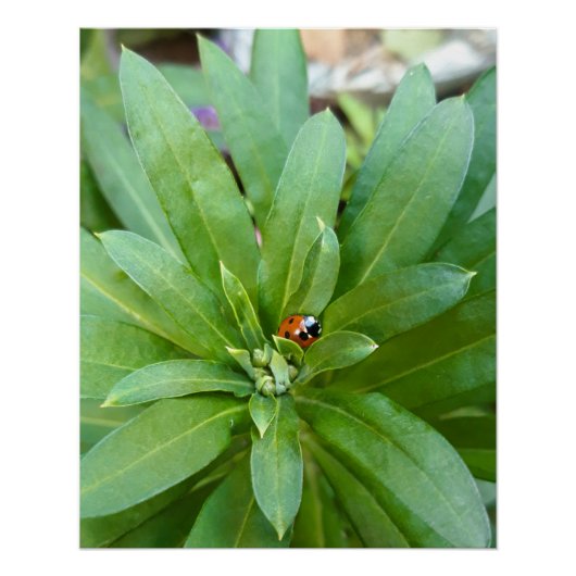 Ladybug auf Blume Poster (Vorderseite)