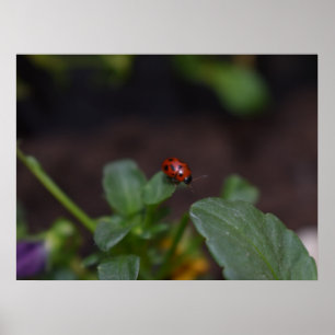 Ladybug auf Blume Poster