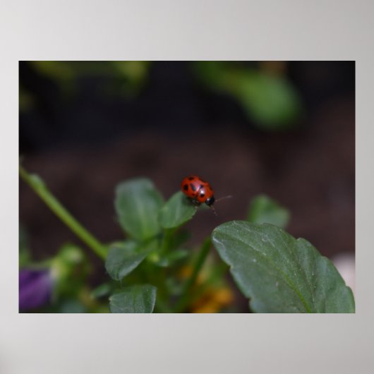 Ladybug auf Blume Poster (Vorne)