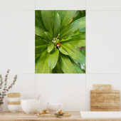 Ladybug auf Blume Poster (Küche)