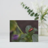 Ladybug auf Blume Postkarte (Stehend Vorderseite)