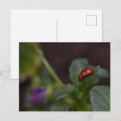 Ladybug auf Blume Postkarte (Vorne/Hinten)