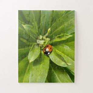 Ladybug auf Blume Puzzle