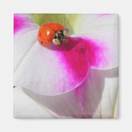 Ladybug auf dem Petunia Magnet (Vorne)