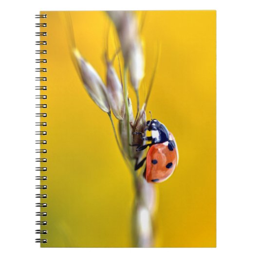 Ladybug auf dem Puzzle mit Stamm-Postkarte Notizblock (Vorderseite)