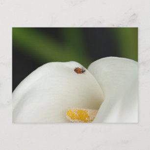 Ladybug auf der Calla Lily Postcard Postkarte