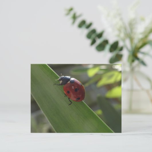 Ladybug auf der Leaf DIY Postkarte (Stehend Vorderseite)