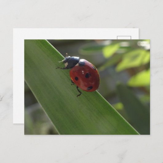 Ladybug auf der Leaf DIY Postkarte (Vorne/Hinten)