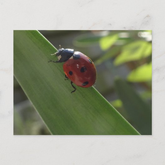 Ladybug auf der Leaf DIY Postkarte (Vorderseite)