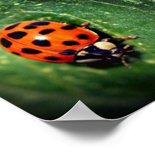 Ladybug auf der linken Seite Nah Abstrakt Poster (Ecke)
