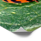 Ladybug auf der linken Seite Nah Poster (Ecke)