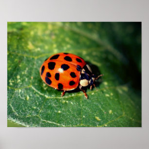 Ladybug auf der linken Seite Nah Poster
