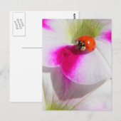 Ladybug auf der Petunia Postkarte (Vorne/Hinten)