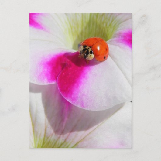 Ladybug auf der Petunia Postkarte (Vorderseite)