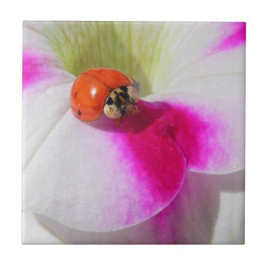 Ladybug auf der Petunia - Tile Fliese (Vorderseite)