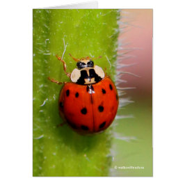 Ladybug auf der Sonnenblumenhalle