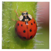 Ladybug auf der Sonnenblumenhalle Fliese (Vorderseite)