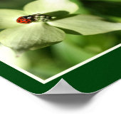 Ladybug auf der Weißen Dogwood-Blume Natur Abstrak Poster (Ecke)