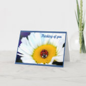 Ladybug auf der White Daisy Karte (Vorderseite)