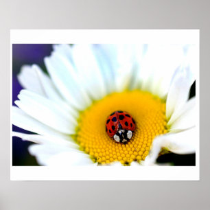 Ladybug auf der White Daisy Poster