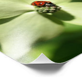 Ladybug auf Dogwood Blume 8x8 Natur Fotodruck (Ecke)
