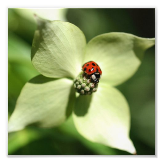 Ladybug auf Dogwood Blume 8x8 Natur Fotodruck (Vorne)