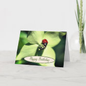 Ladybug auf Dogwood-Blume Geburtstag Karte (Vorderseite)