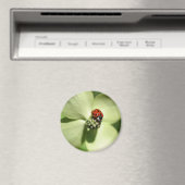 Ladybug auf Dogwood-Blume Naturmagnet Magnet (In Situ (Geschirrspüler))