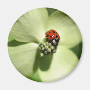 Ladybug auf Dogwood-Blume Naturmagnet Magnet