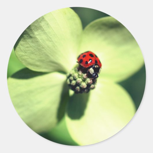 Ladybug auf Dogwood-Blume Runder Aufkleber (Vorderseite)